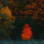 Northwoods Series