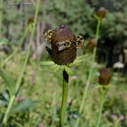 Wild Kingdom Series