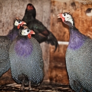 Guinea Gaggle