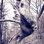Old Woman Beech, Saugatuck