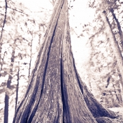 Sylvania Cedar