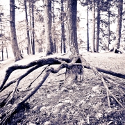 Forest Encounters 2