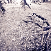 Forest Encounters 3