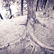 Forest Encounters 4