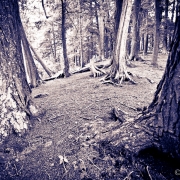 Forest Encounters 1.  These images are part of "Walking Sticks," a collaborative               photographic-painting exhibition with Michigan landscape                         painter Conrad Kaufman.  