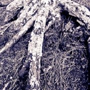 Forest Encounters 5