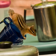 Camp Visitor