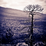 Forest Sentinel, Porcupine Mountains